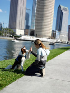 Dog Training in Tampa Bay